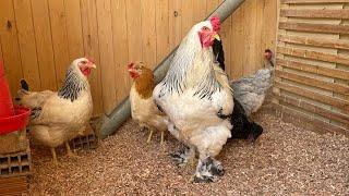 Que podemos comprar, gallinas criollas o gallinas ornamentales?