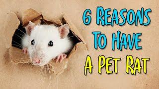 6 Fun Facts About Pet Rats