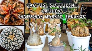 Cactus, Succulent & Caudex at Chatuchak Market, Bangkok (1 of 4)