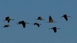 Music from ancient times . The Singing crane