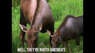 How Big Is A Moose, Really?