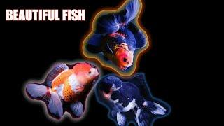 ikan oranda dan ranchu cantik import thailand