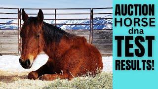 ~Mystery Auction HORSE~ DNA test REVEALED ~ I can NOT believe it!!