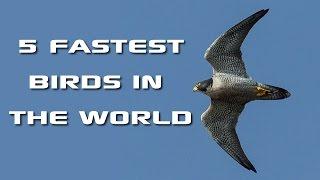 Top 5 Fastest Birds in the World: Fastest Animals on Earth - FreeSchool Creature Countdown
