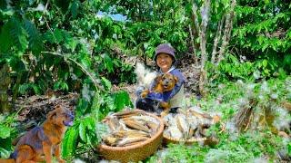 Harvesting Cotton Berries Goes To Market Sell - Farm, Cooking, Daily Life | Tieu Lien