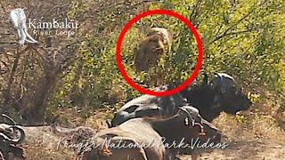 Epic Male Lion hunting fail from 3 feet away | Wildlife Sightings Today.