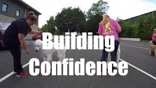 Dog Handling Workshop with - Eric Salas in Ireland