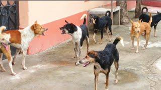 STREET DOG FIGHT || DOG FIGHT VIDEO DOGS BARKING, STUDY THE NATURE OF DOGS IN RAINY SEASON