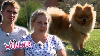 Tierisches Chaos: Feivel muss in die Hundeschule   | Die Wollnys #wollnyclassics #170