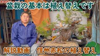 【番外編】信州赤松の植え替え【大型盆栽でも1人で出来ます】