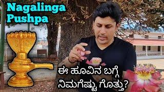 Shivalinga Flower | Nagalinga Pushpa | Cannonball Tree