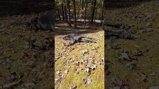 Dog Autumn/Fall Sledding | Funny Dog | Death to Boredom #Shorts