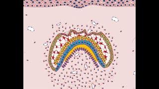 Development of Tooth - Part 4 (Morphological stages - Bell stage)