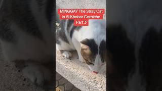 MINGGAY The Stray Cat In Al Khobar Corniche Part 3 | #shorts #straycat #saudiarabia #seo