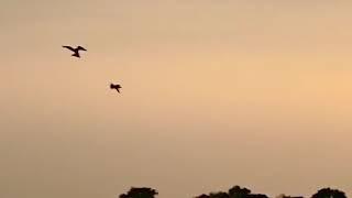 Female peregrine falcon hunting of the fist