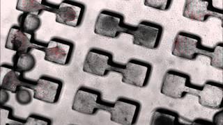 Beating Micro Heart Muscle from the Gladstone Institutes