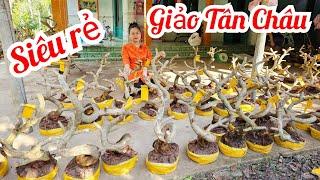 Liễu  0706354223 Mai Giảo Tân Châu 23/4 Chợ Gạo miền tây tôi yêu (@MaivàngQuêdừa)