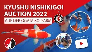 Mit Vollgas zu den besten Koi - Die "Kyushu Nishikigoi Auction 2022" auf der Ogata Koi Farm!