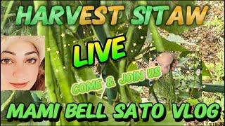 mami bell sato vlogs is live! HARVEST SITAW