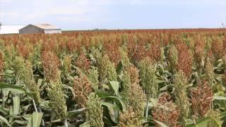 Export Sorghum