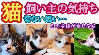 飼い主の気持ち！切ない思い#子猫保護 #猫 #子猫 #保護猫 　