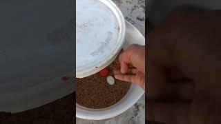 Kabutar magic growth video #shortsfeed #youtubeshorts #shortsvideo Ehtesham pigeon club