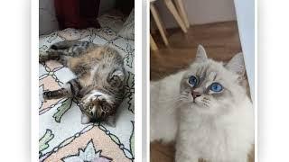 Весенний вечер в Красном Поле