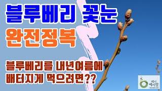 블루베리 수확량을 좌우하는 꽃눈 완전정복 How to make more flower buds, which determines the yield