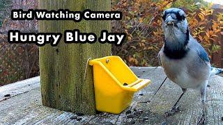 Bird Watching Camera - Hungry Blue Jay at The Bird Feeder