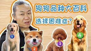 金毛？ 柴犬？边牧？法斗？薩摩耶？你想知道都在这里！