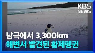 남극에서 3,300km…서호주 해변서 발견된 황제펭귄 [잇슈 SNS] / KBS  2024.11.08.