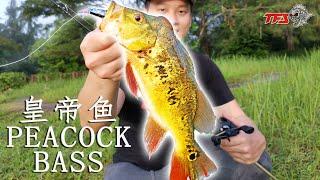 [TFS] Casting wild peacock bass (Ikan Raja) at Malaysia Lake