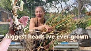 My Best Garlic Harvest!!! What I Did Differently In 2024 To Grow Large Garlic! + How I Cure Garlic!!