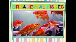 Overview of Ornamental Fishes