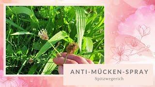 DIY Anti-Mücken-Spray mit Spitzwegerich selber machen | Kraft der Natur