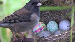 Nesting dark-eyed junco