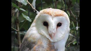 Uilen en dierenpark de Paay in Beesd is een bezoek waard door Tine de Jong