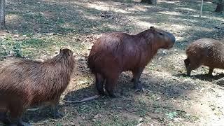 Lagoa do Taquaral - Campinas | República da Capivara