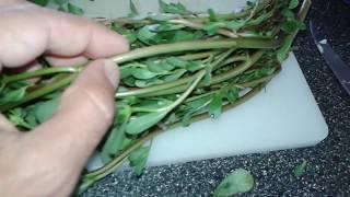 Delicious purslane recipe