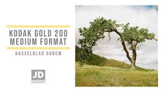 Kodak Gold 200 in Medium Format Hasselblad 500CM - Trees of Los Angeles