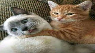 Funny Animals  Funniest Cat and Dog Videos  #98