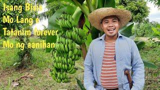 How to plant Banana ||Paano mag tanim ng saging na saba ||Buhay Probinsya