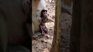 Active & cute newborn baby monkey