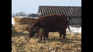 Feeding cows and saving lives