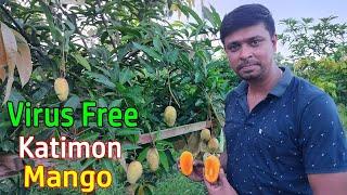 Thai Katimon Mango All Season Plants In India || All Time KAtimon Mango Plant || Katimon Mango Plant