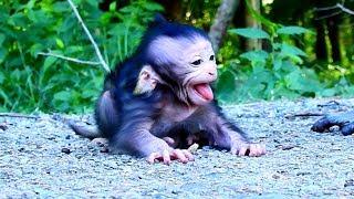 Watch Baby Monkey Lizza Request Mama’s Attention to Be Picked Up| Monkey Cambodia Daily