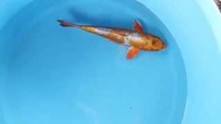 Beautiful KOI Fish - Unique Colour KOI (Kogane Ochiba)