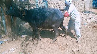 uterine torsion in buffalo ldifficulty in birth । कठिन प़सब  2024 village