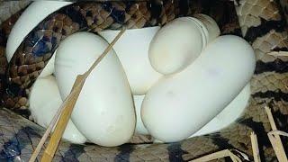 Wow The Best Video The big snake is laying eggs | Sreyloeng Home Trap ,