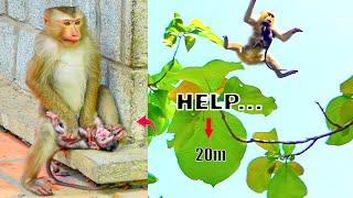 O.M.G...Monkey SUSAN K_idnapped Small Baby Monkey, The Baby C_rying Loudly Struggle Back To Mom.
